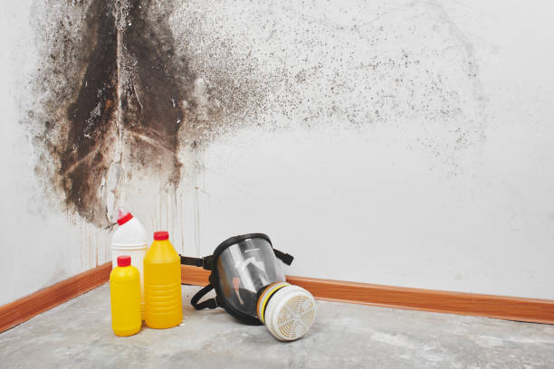 Best Emergency Mold Remediation in Abram, TX