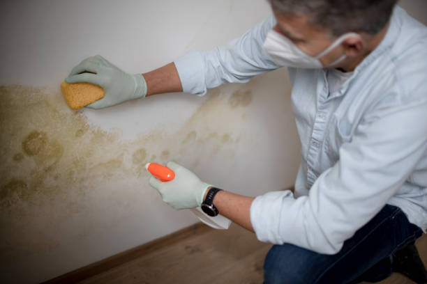 Best Insurance-Related Mold Remediation in Abram, TX