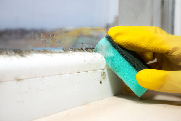 Best Localized Mold Remediation (e.g., coastal areas, humid climates) in Abram, TX