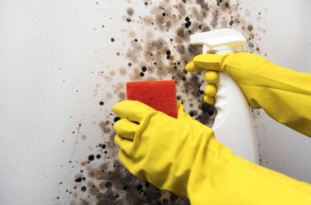 Best Post-Remediation Services in Abram, TX