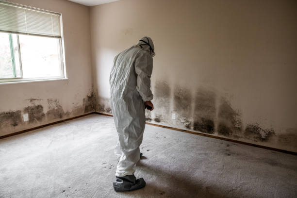 Best Basement Mold Remediation in Abram, TX