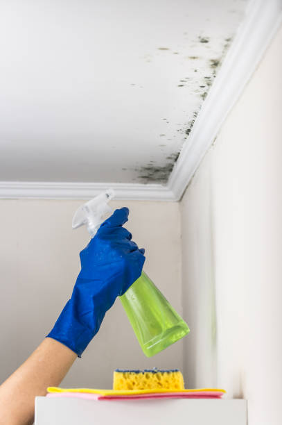 Best Black Mold Remediation in Abram, TX